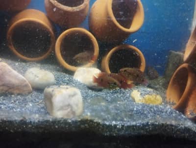 Red Jewel Short Body