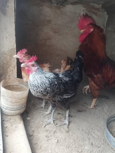 hens for sale