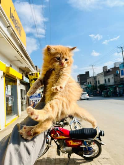 Triple cotted 3 kittens