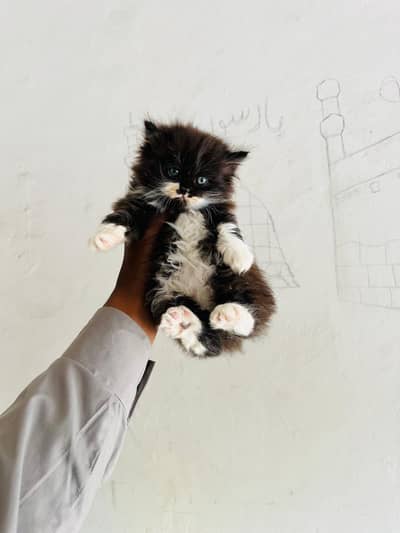 13 TRIPLE COTTED PUNCH and DOLL FACE KITTENS Available