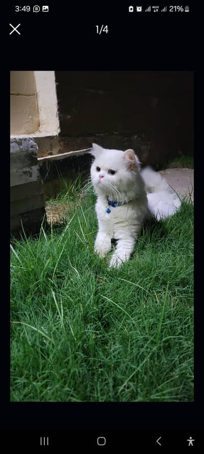 white persian double coat