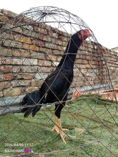 ASEEL PATHA MUSHKA PATHA ASEEL  LASANI