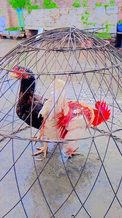 beautiful aseel hen and desi cook.