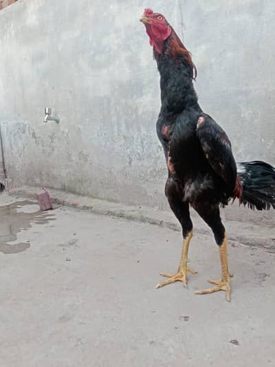 asheel Thai male