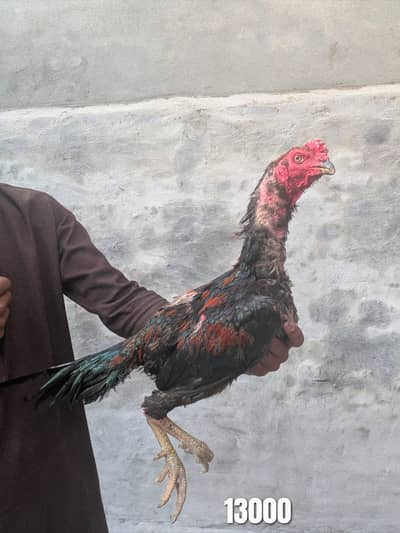 High Quality Aseel Birds & Chicks for Sale (Burmi, Shamo, Turkish)