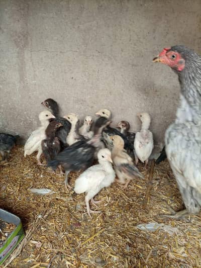 aseel chicks