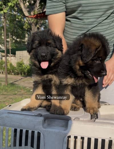 German shepherd long hair puppies / pedigreed