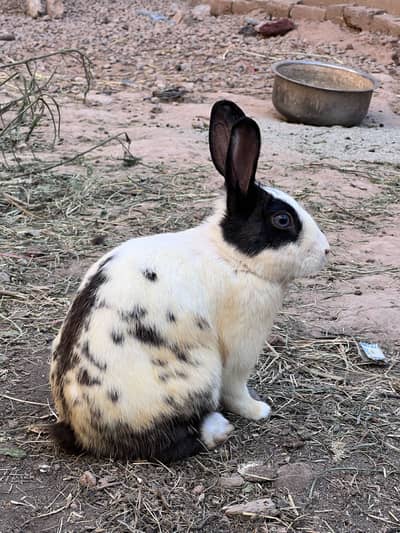 6 months Rabbits urgent sale
