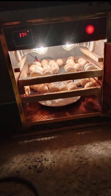 eggs hatching  machine 1