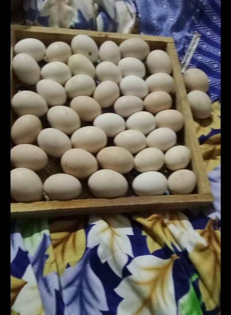 eggs hatching  machine 2