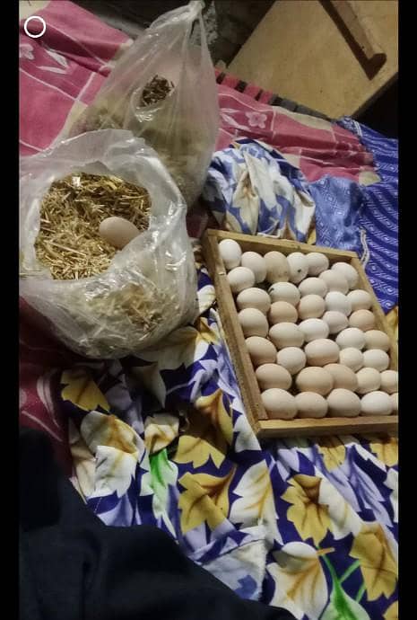 eggs hatching  machine 3