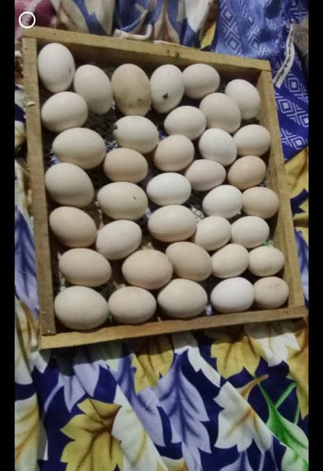 eggs hatching  machine 4