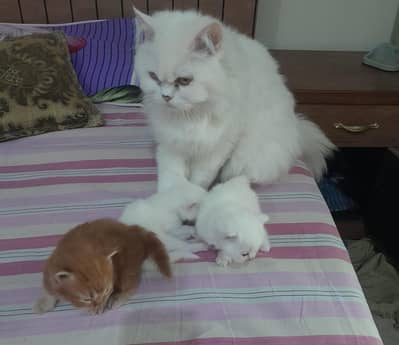 Persian kittens