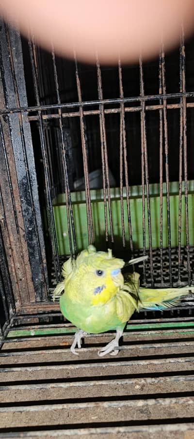 7 piece white jawa 1 spangle hogoromo double flower male