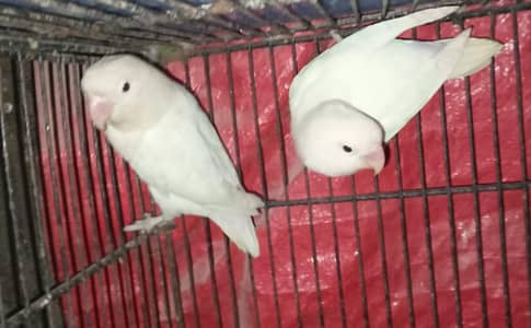 Albino Split Breeder Pair Parrots love birds