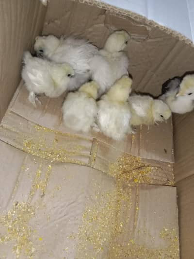 1 Polish and 6 peice white silky for sale watsaap number 03199849519