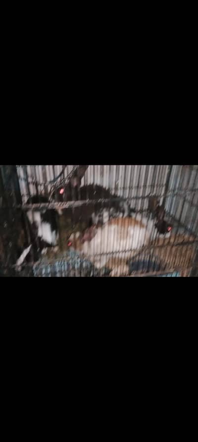 Rabitt 15 Duck 2k Pigeon25k  Ben Tum Hen 4k