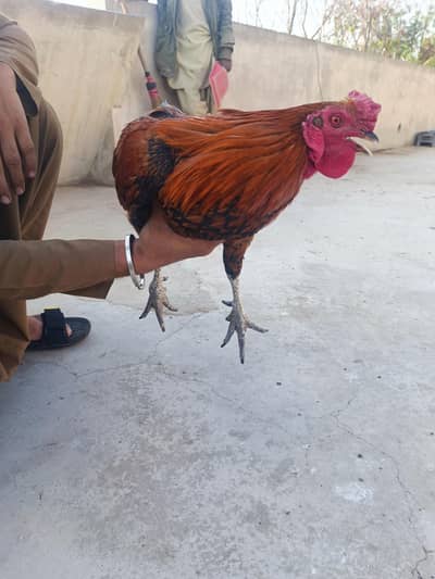 aseel murgha for sale