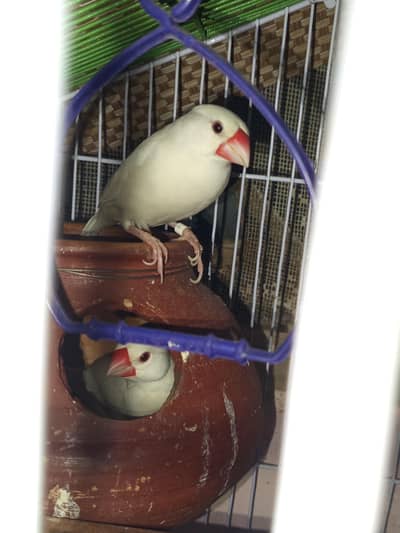 White java Breader pair for sale