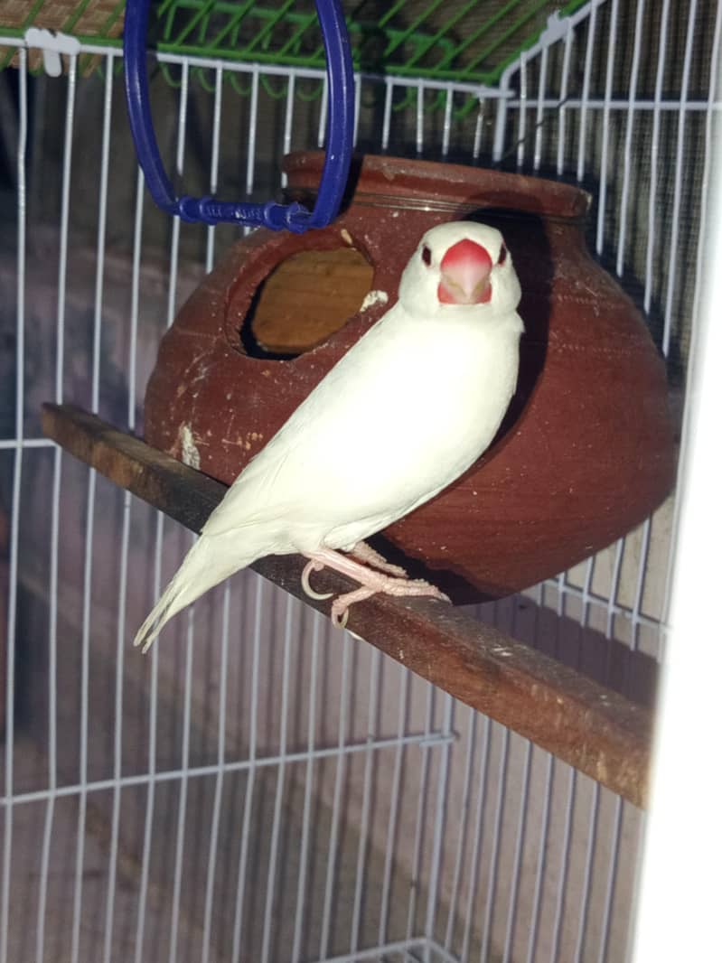 White java Breader pair for sale 2