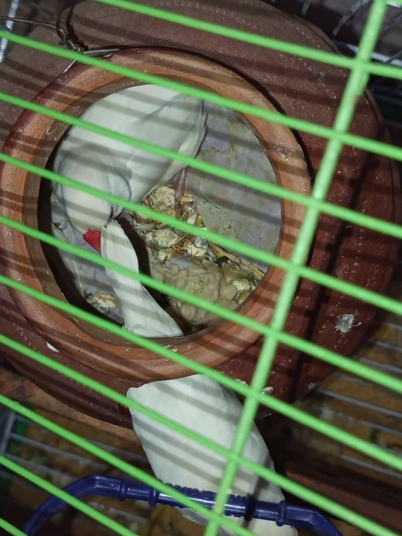 White java Breader pair for sale 3