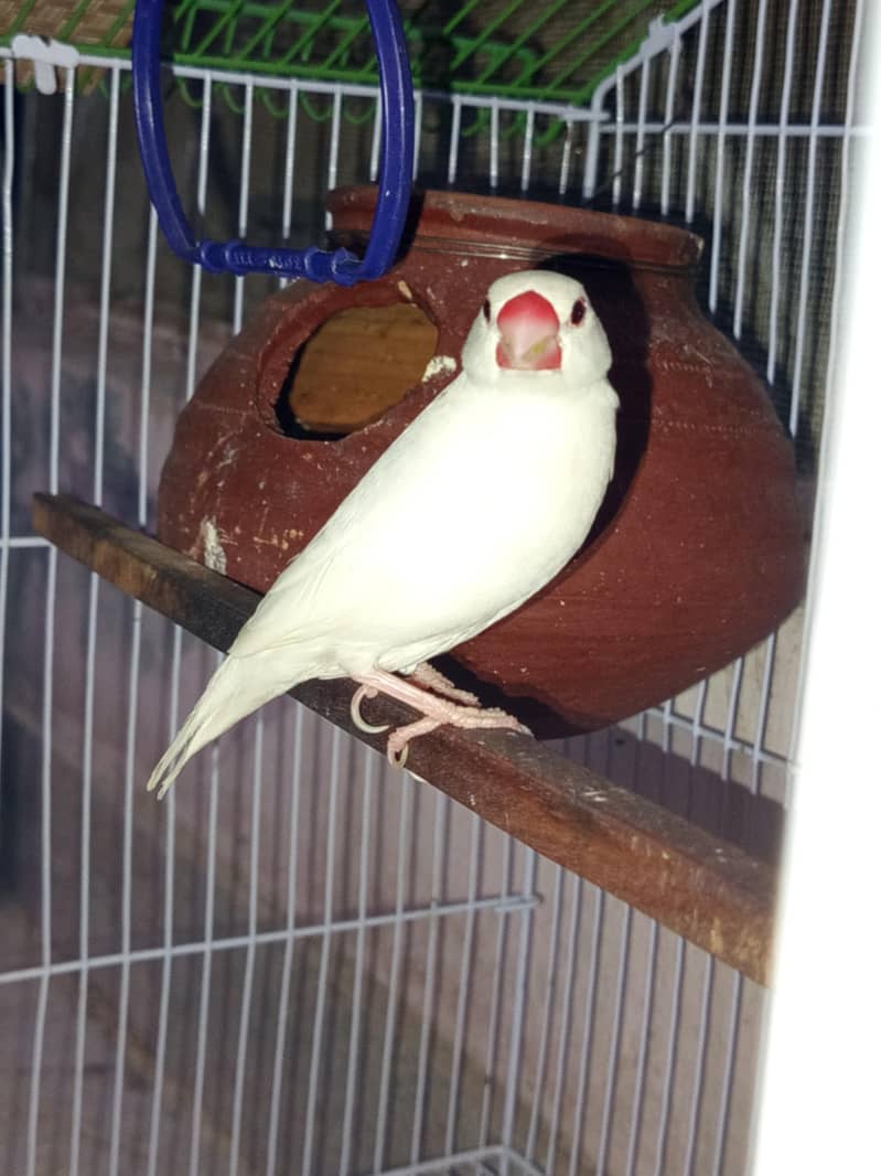 White java Breader pair for sale 4