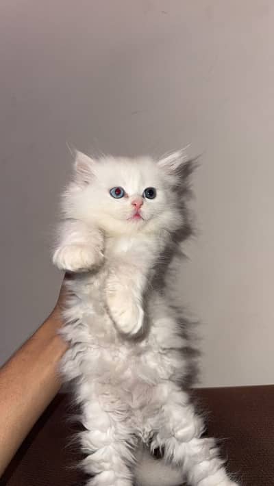 Persion kitten