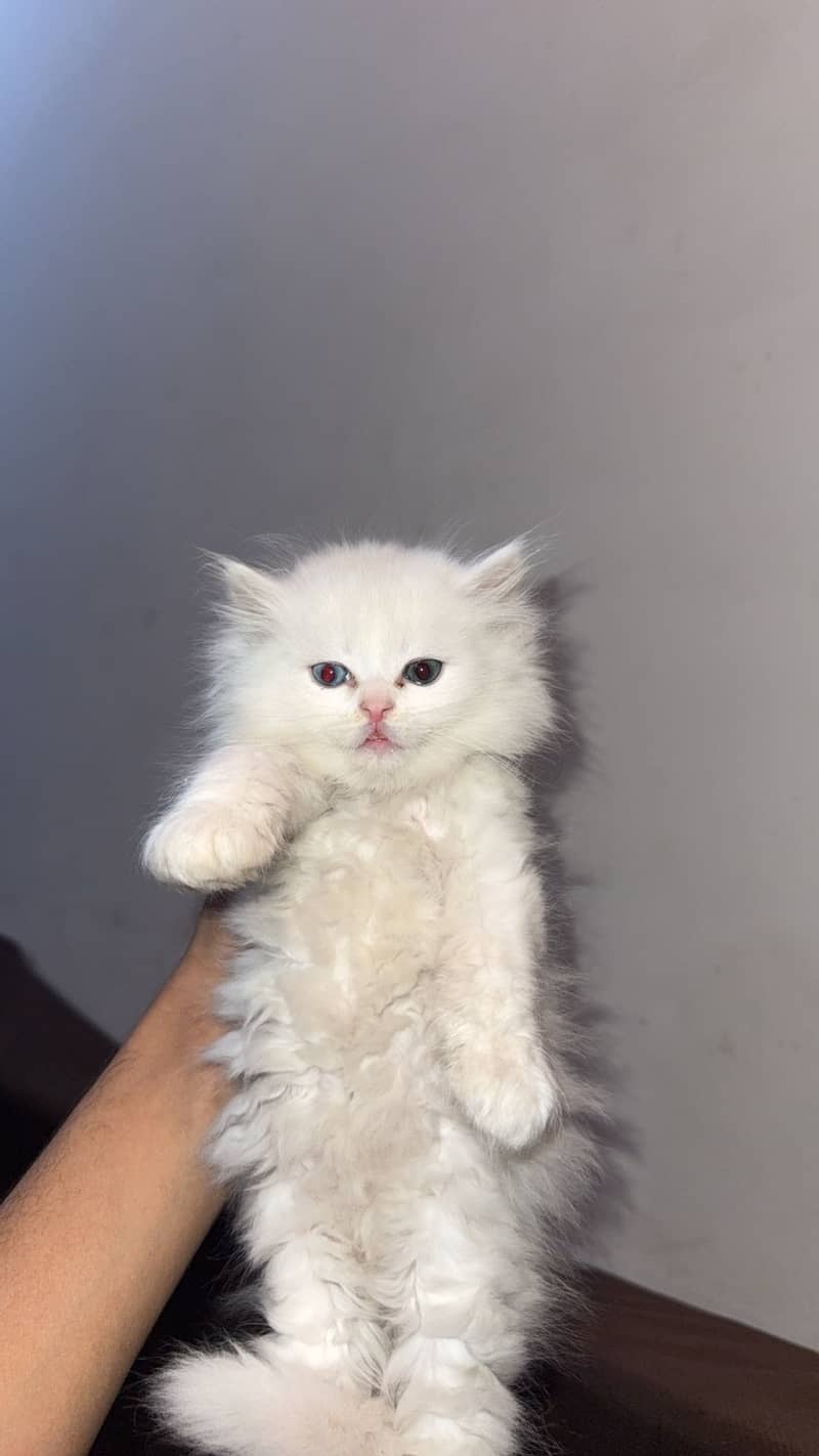 Persian kitten triple coat 1