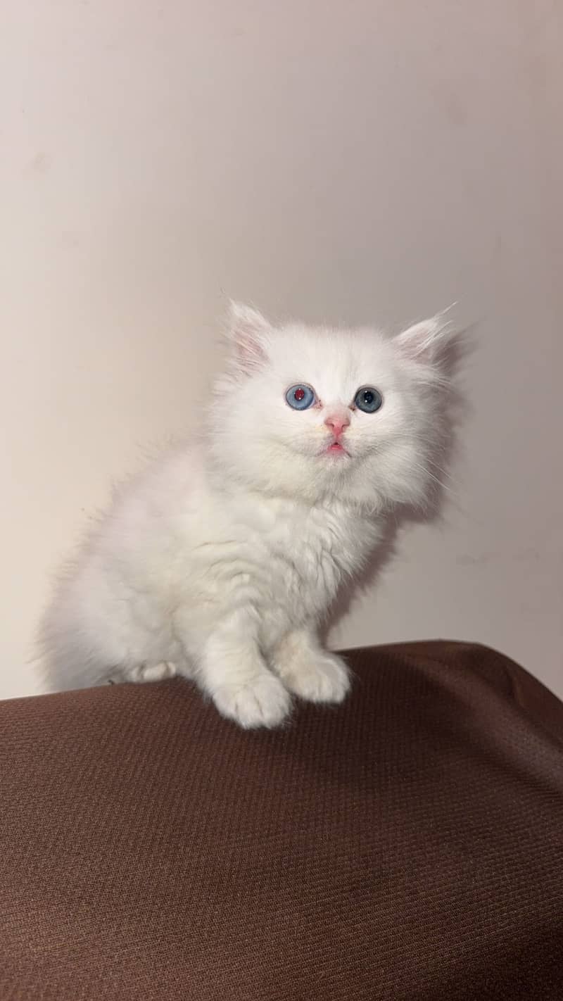Persian kitten triple coat 2