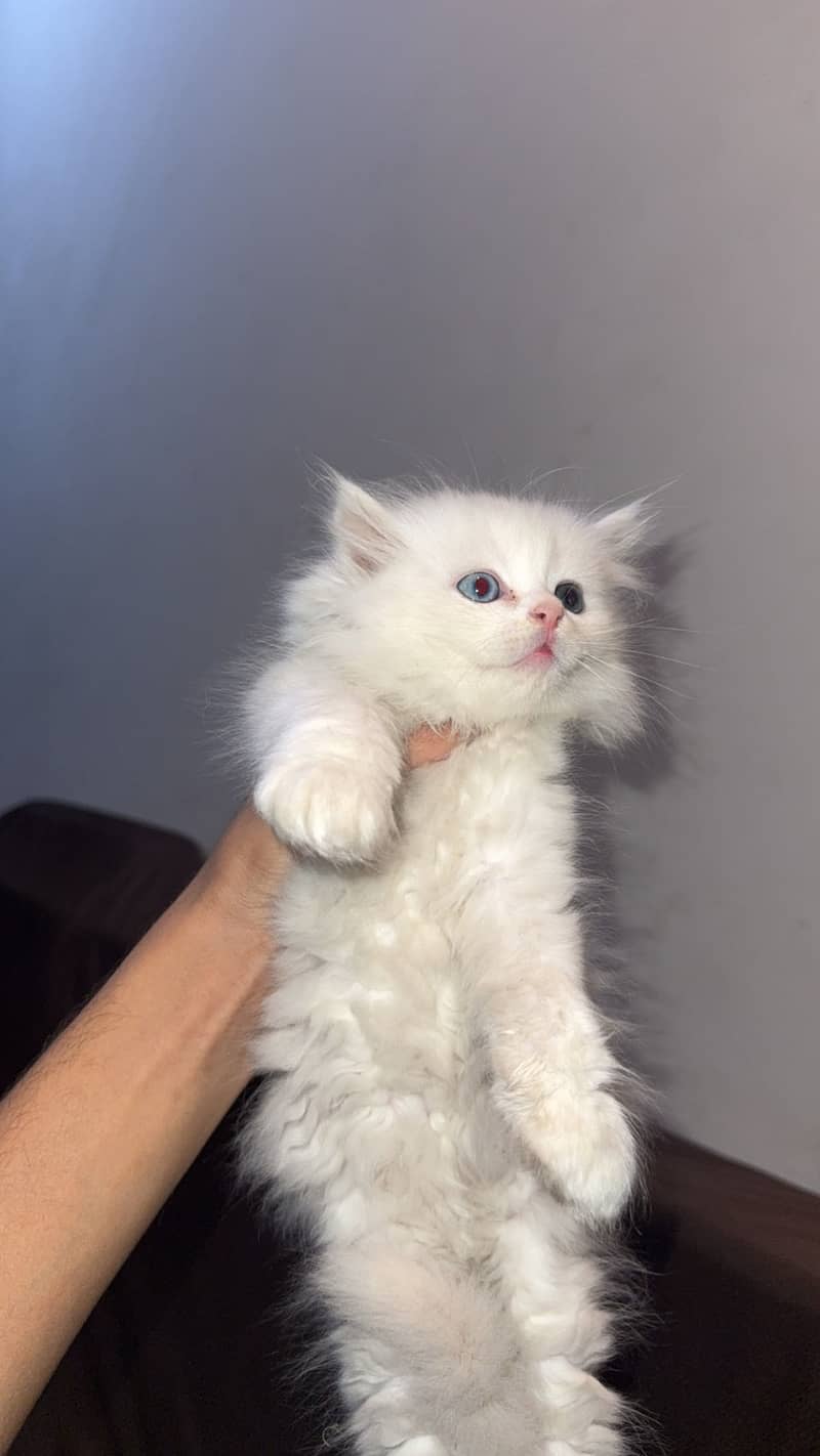 Persian kitten triple coat 3
