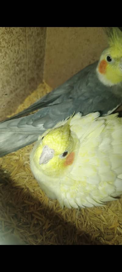 breeder pair avaliable