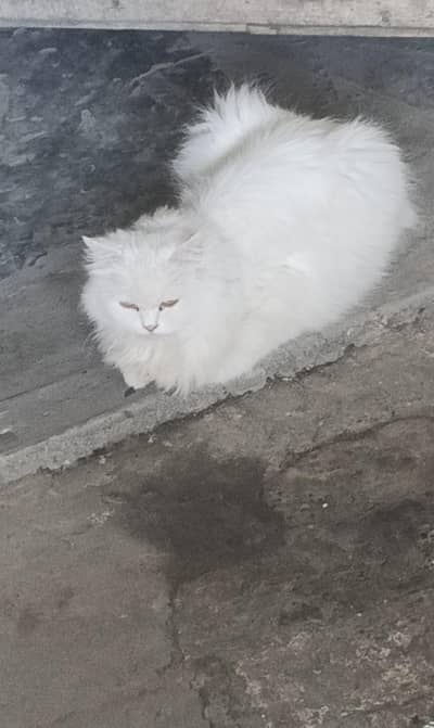 White Persion Cat