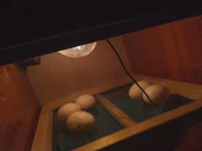 30 Eggs incubator for sale