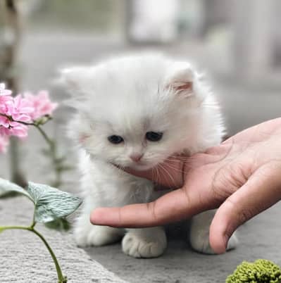 beautiful cat for sale contact WhatsApp number 03217295494