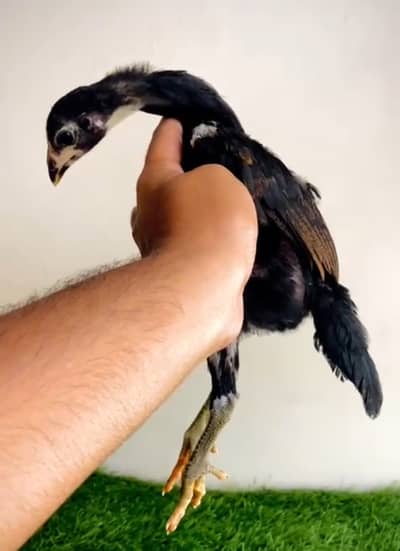 Pure Panus / Pure Burmi Chick's