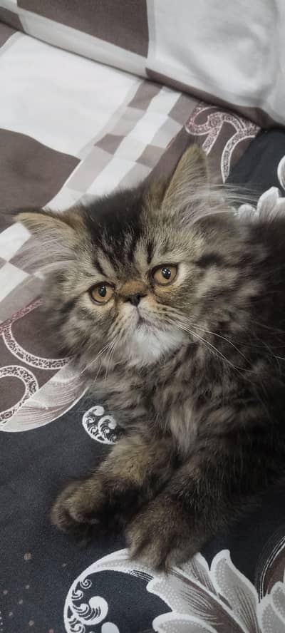 piki blood line female and male           03009656708