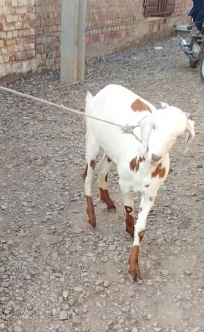 Desi Bakra khassi 12month age 03324262191