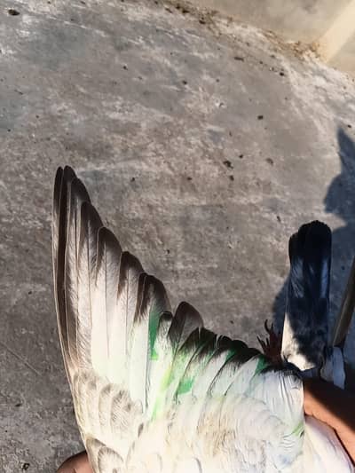 baby pigeon for sale 900 per piece