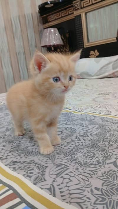 Persian Kitten