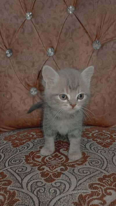 Persian Kitten
