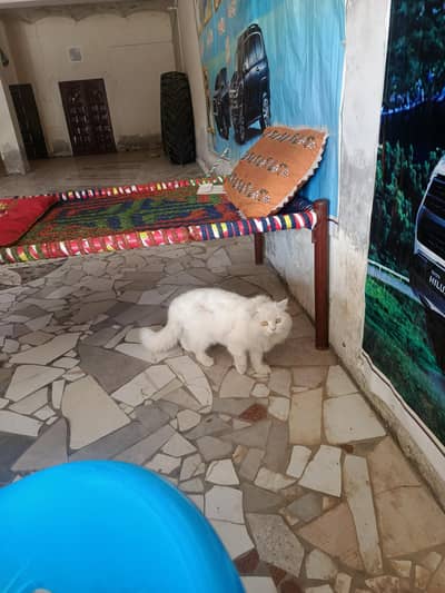 White Persian cat for sale