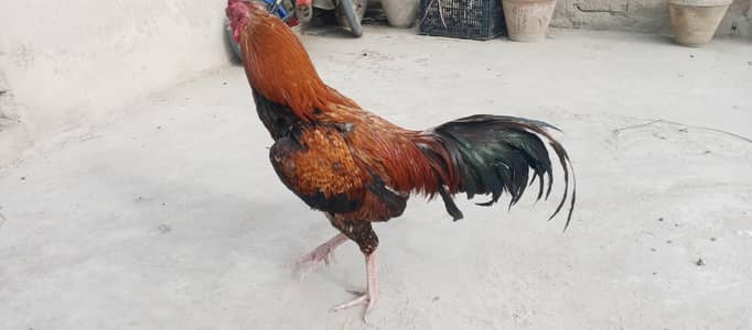 Shukin log rabta karay