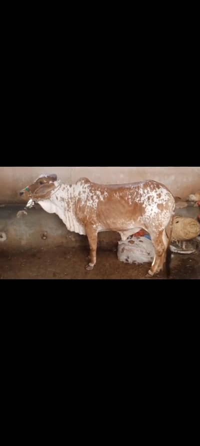 bechiya do dant ha pakki 4 mann ki ha