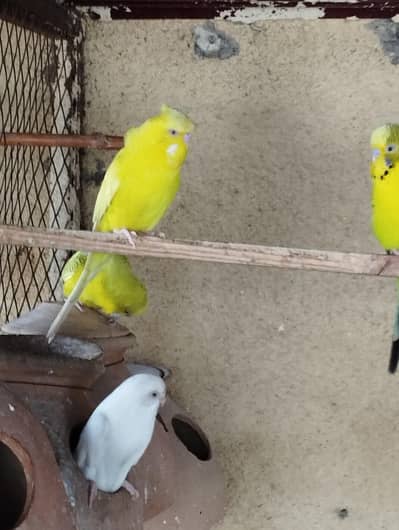 2 pairs and 1 female for sale  and Cages