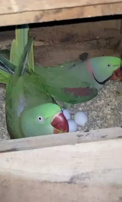 Raw parrot breeder pair , single male | female and babies for sale