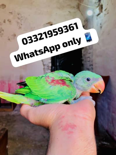 Raw ChickS Available