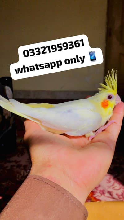 Cocktail Chicks Available