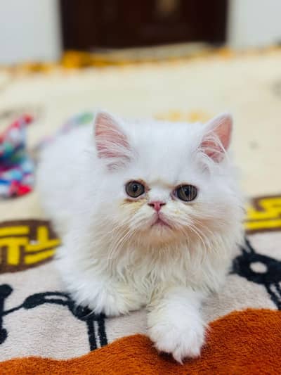 Persian cat