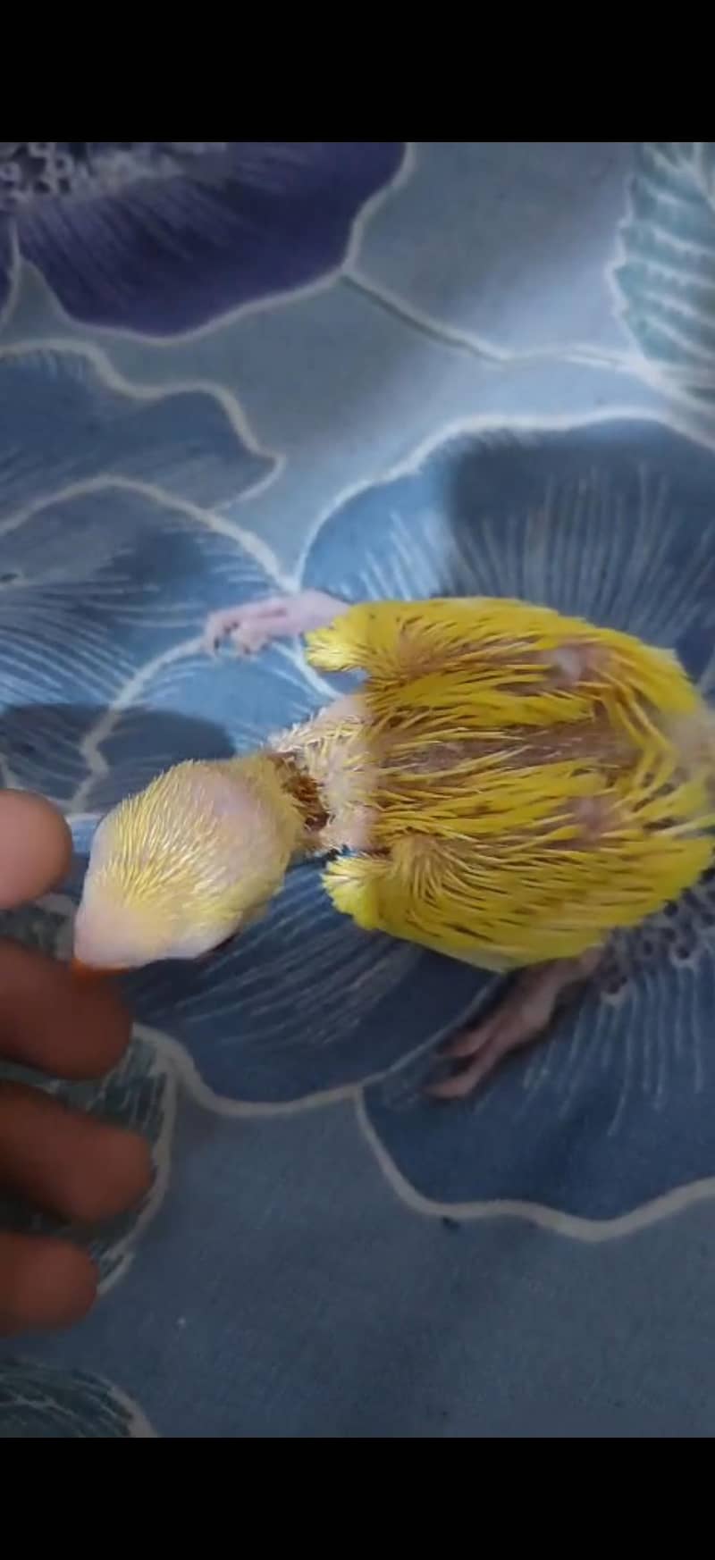 yellow Ring Neck. . . 0