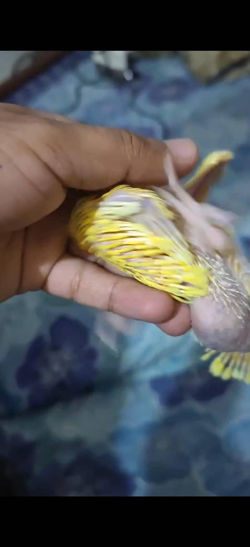 yellow Ring Neck. . . 1